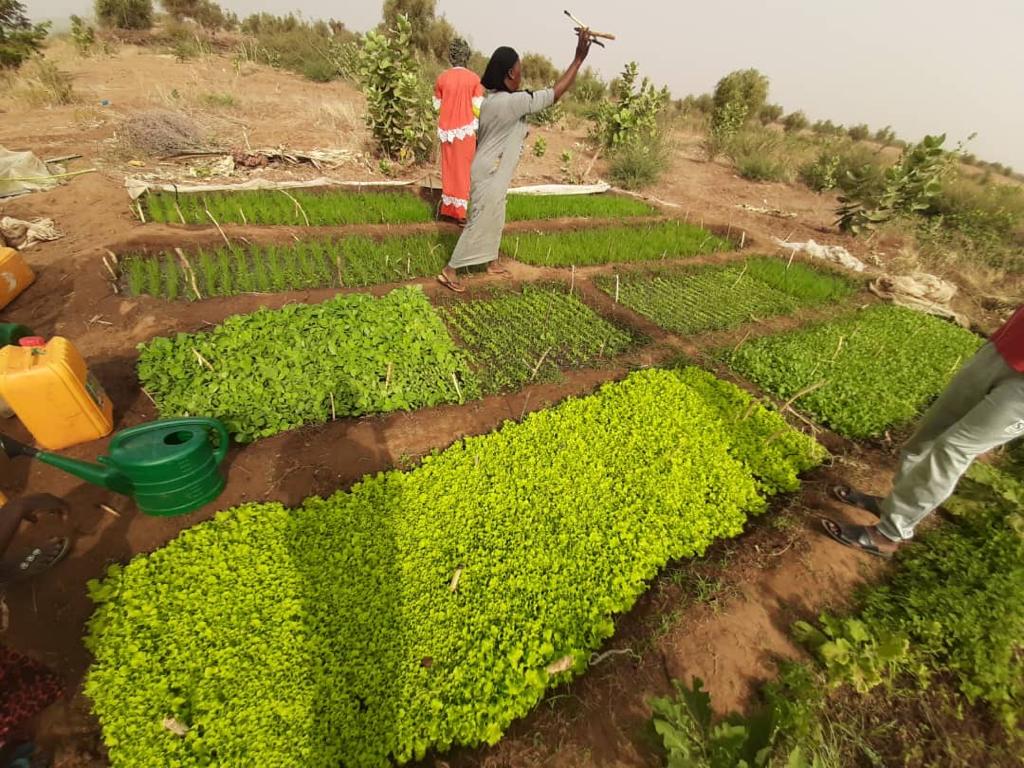 Une femme au milieu de son jardin maraîcher